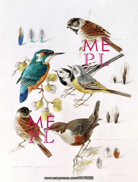 : Waterside Birds ' kingfisher, wagtail, etc : Waterside Birds ' kingfisher, wagtail, etc