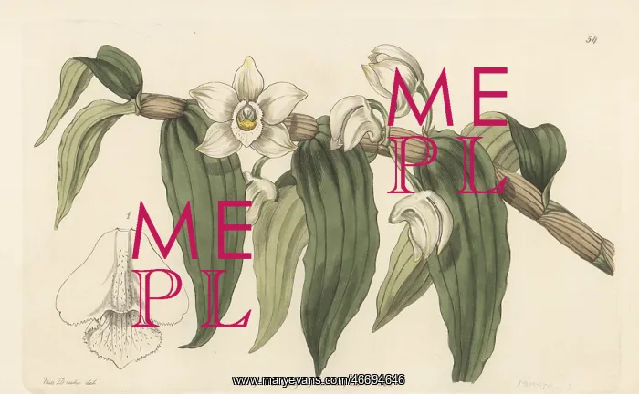 : Watery dendrobium, Dendrobium aqueum : Watery dendrobium, Dendrobium aqueum