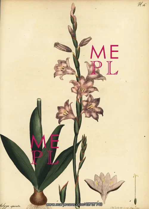 : Watsonia laccata : Watsonia laccata