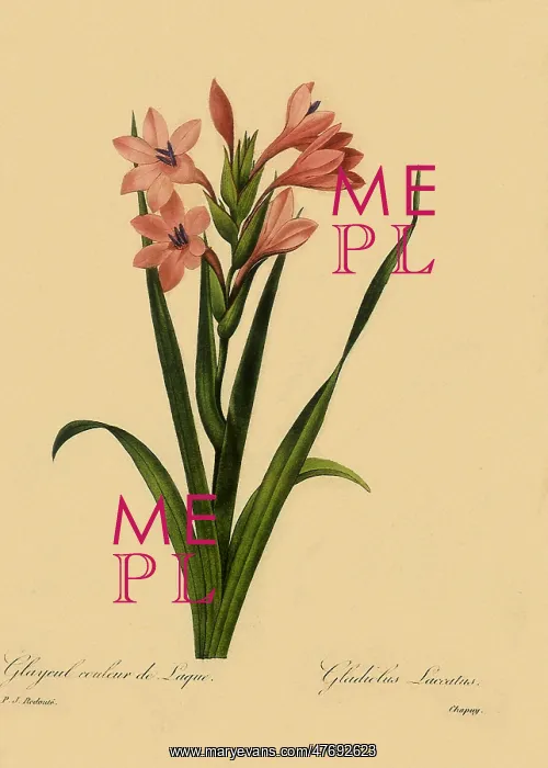 : Watsonia meriana : Watsonia meriana