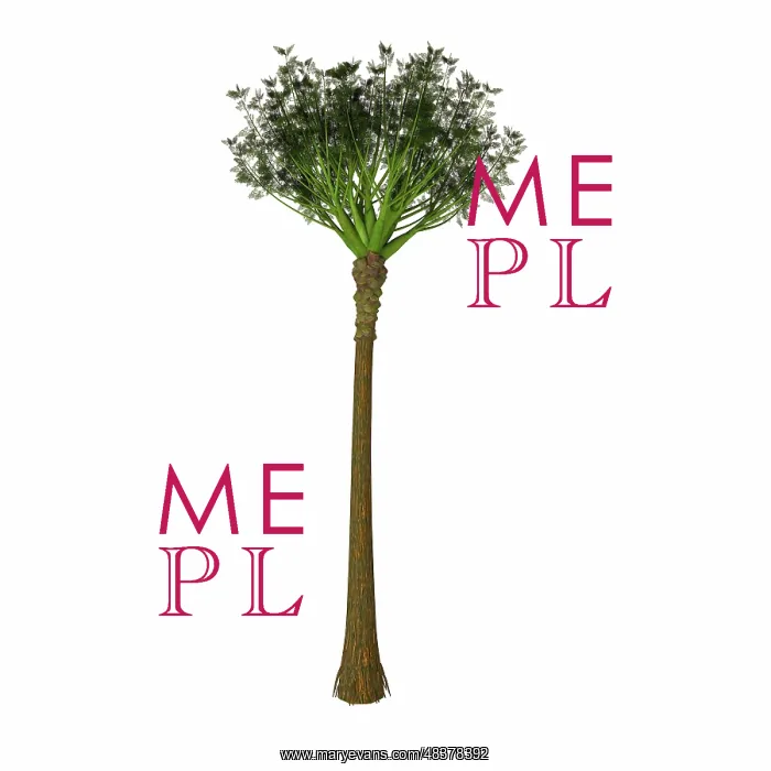 : Wattieza prehistoric tree on white background : Wattieza prehistoric tree on white background