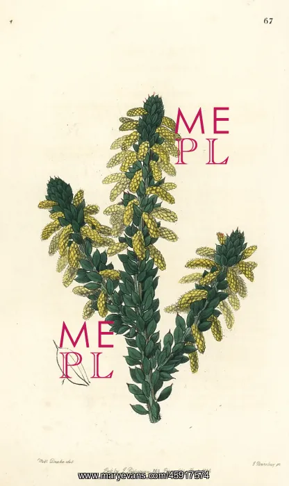 : Wattle, Acacia verticillata subsp. ruscifolia : Wattle, Acacia verticillata subsp. ruscifolia