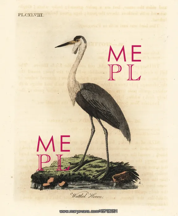 : Wattled crane, Bugeranus carunculatus. Vulnerable : Wattled crane, Bugeranus carunculatus. Vulnerable
