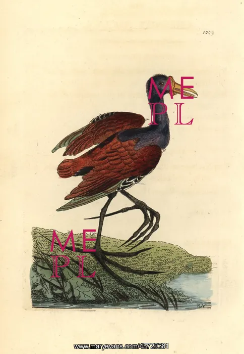 : Wattled jacana, Jacana jacana : Wattled jacana, Jacana jacana