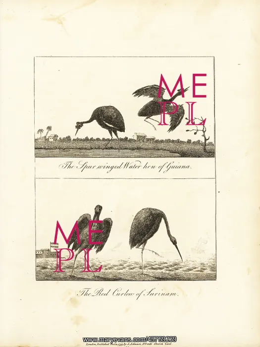 : Wattled jacana and scarlet ibis : Wattled jacana and scarlet ibis