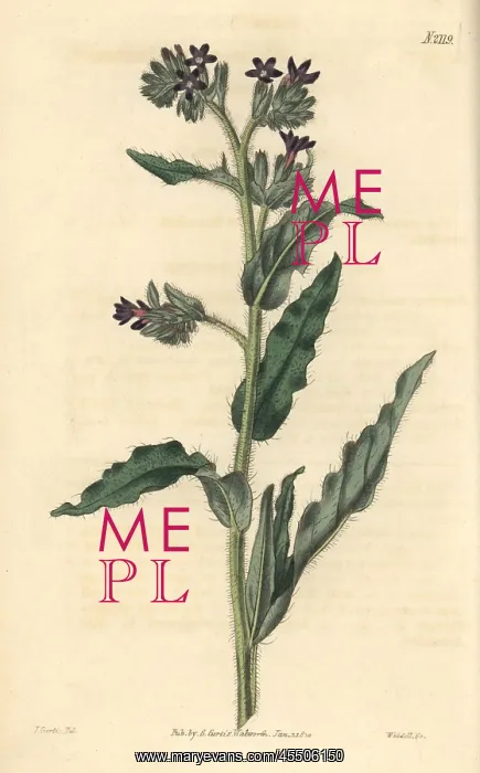 : Waved-leaved bugloss, Anchusa undulata : Waved-leaved bugloss, Anchusa undulata