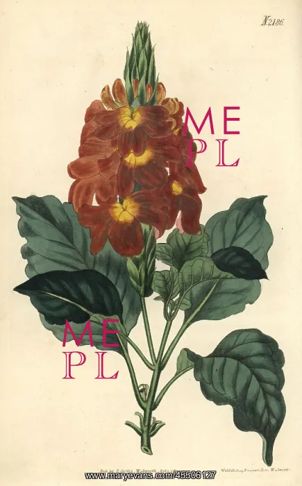 : Waved-leaved crossandra, Crossandra undulaefolia : Waved-leaved crossandra, Crossandra undulaefolia