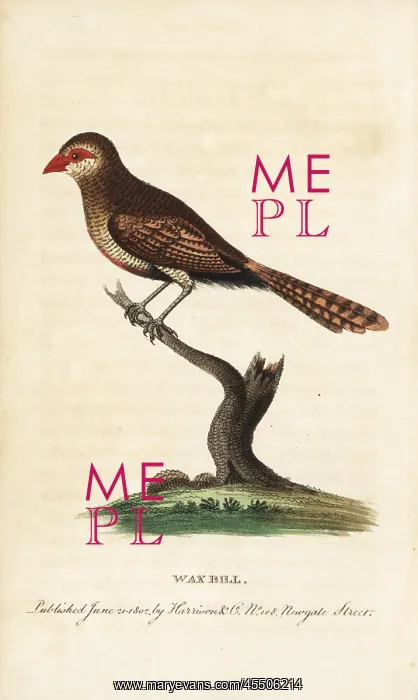 : Waxbill, Estrilda astrild : Waxbill, Estrilda astrild
