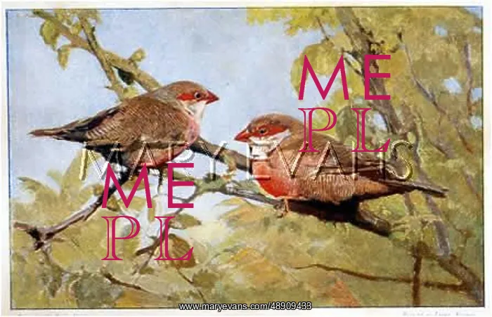 : Two Waxbills : Two Waxbills