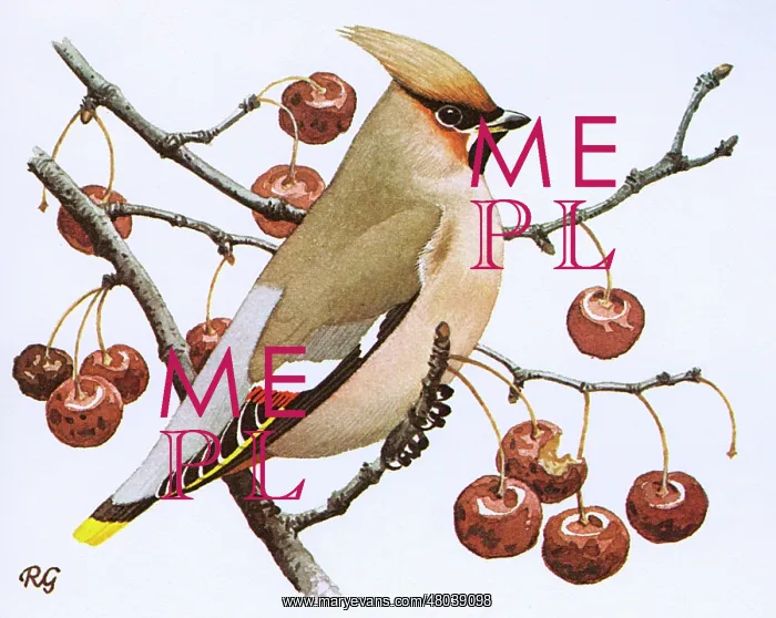 : Waxwing perched on the branch of a tree lined with berries : Waxwing perched on the branch of a tree lined with berries