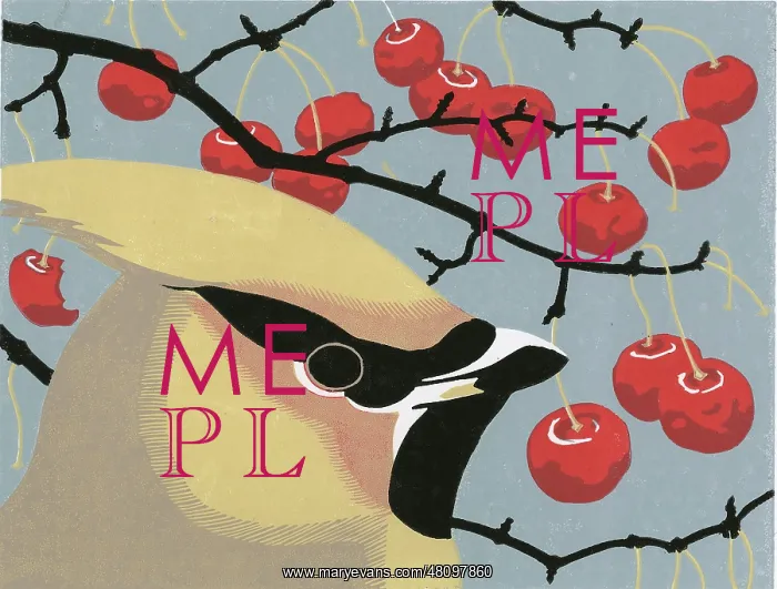 : Waxwing : Waxwing