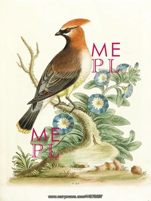  : Waxwing or Chatterer of Carolina