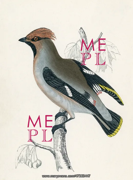 : WAXWING (MORRIS)