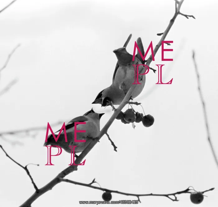 : Waxwings, 1982 : Waxwings, 1982
