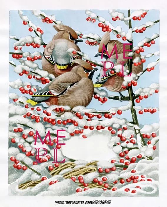  : Three Waxwings