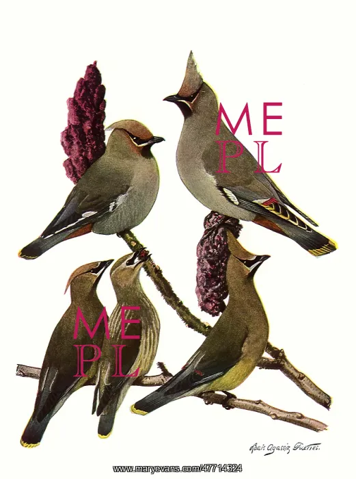  : Waxwings