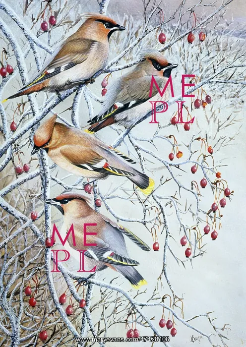  : Waxwings on snowy hawthorn tree