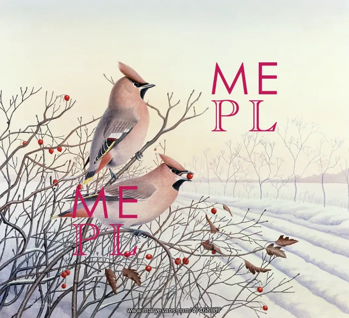 : Waxwings ? in a winter landscape : Waxwings ? in a winter landscape