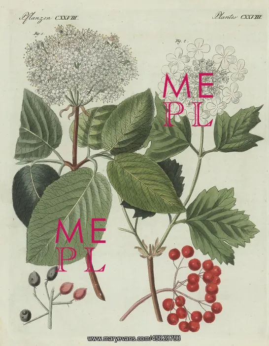 : Wayfarer tree and guelder rose : Wayfarer tree and guelder rose