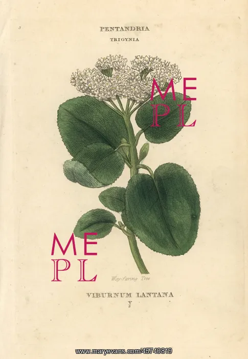 : Wayfaring tree, Viburnum lantana : Wayfaring tree, Viburnum lantana