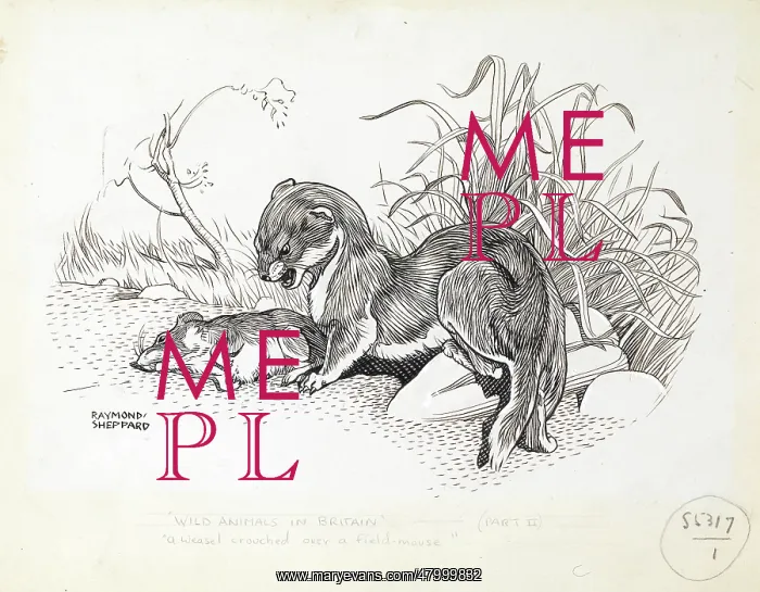: Weasel and field mouse : Weasel and field mouse