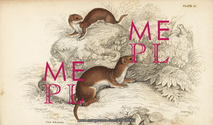 : Weasel, Mustela nivalis : Weasel, Mustela nivalis