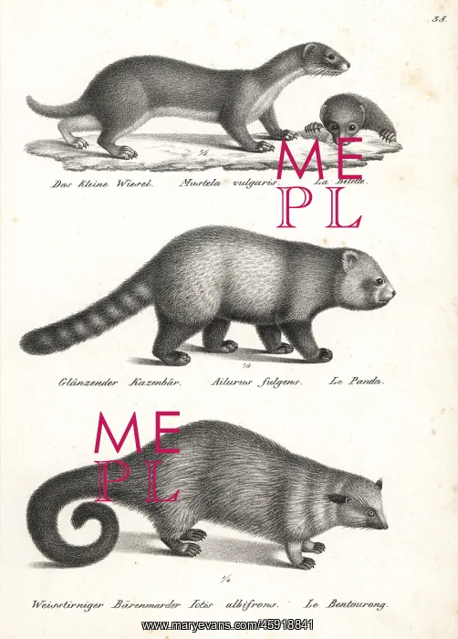 : Least weasel, red panda and bearcat : Least weasel, red panda and bearcat