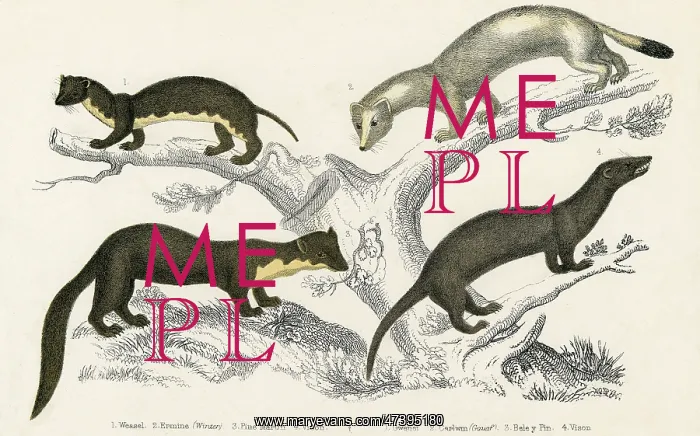 : WEASEL & RELATIVES : WEASEL & RELATIVES