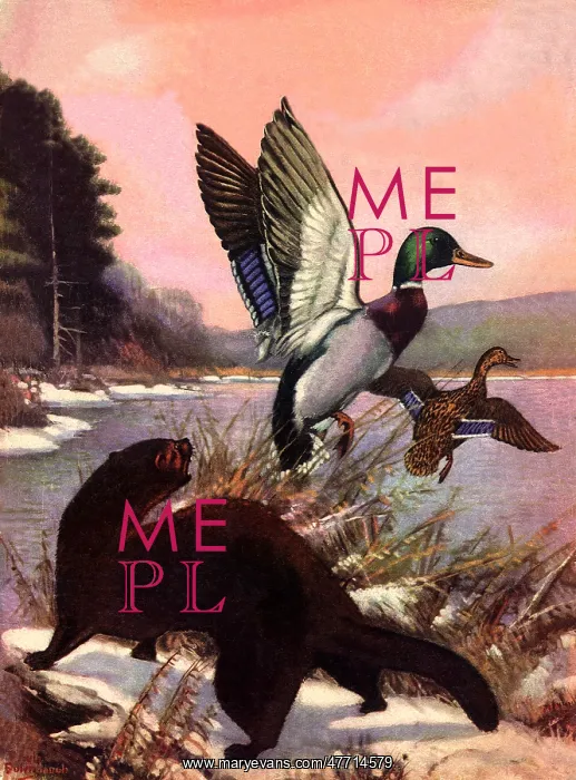  : Weasel Scares Mallards