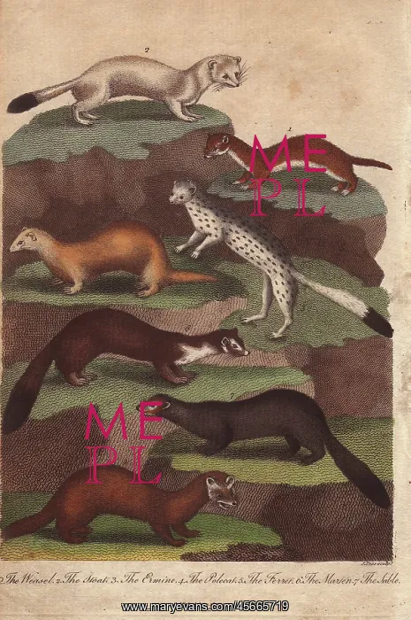 : Weasel, stoat, ermine, polecat, ferret, marten and sable : Weasel, stoat, ermine, polecat, ferret, marten and sable