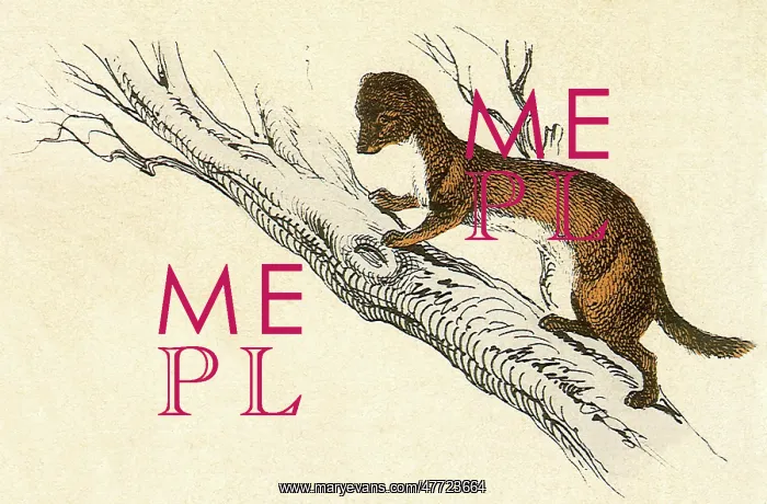 : Weasel in a Tree