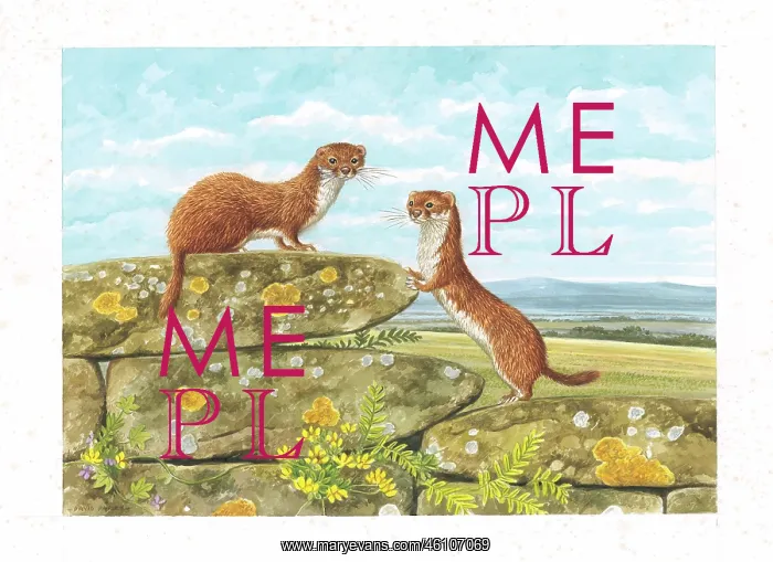  : Weasels by David Parry