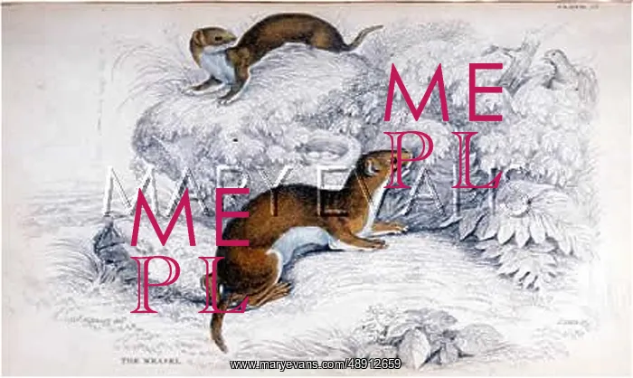  : WEASELS C1840