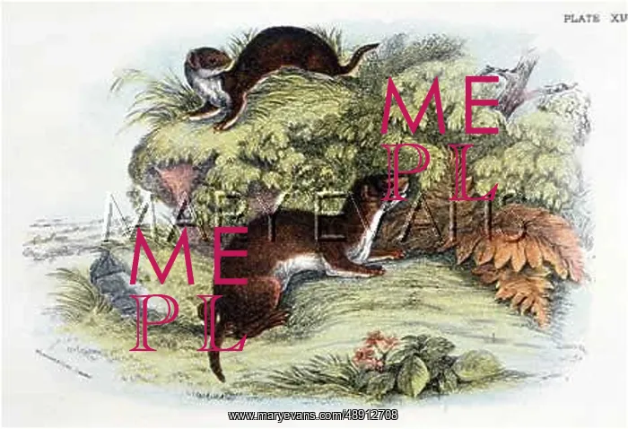  : WEASELS C1840