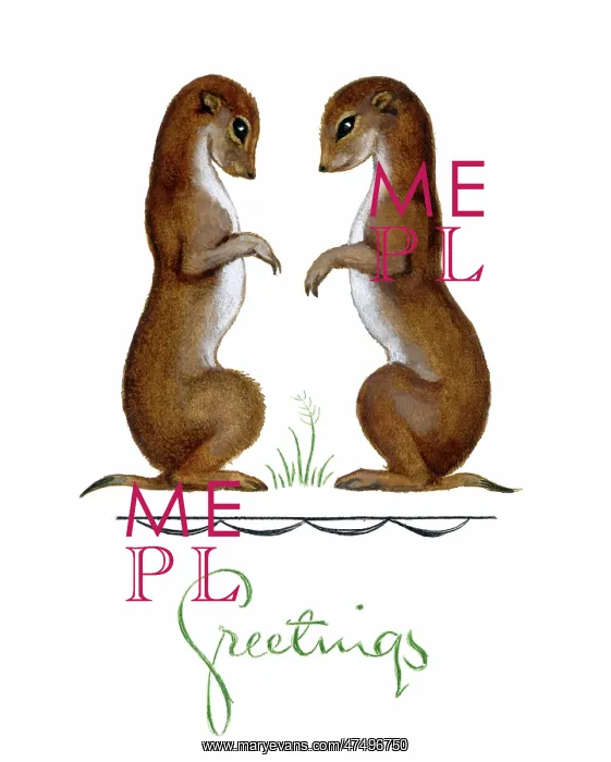 : Two Weasels facing each other : Two Weasels facing each other