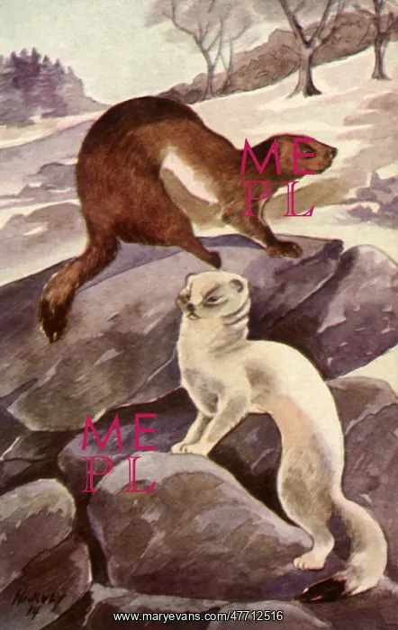  : Two Weasels in Snow