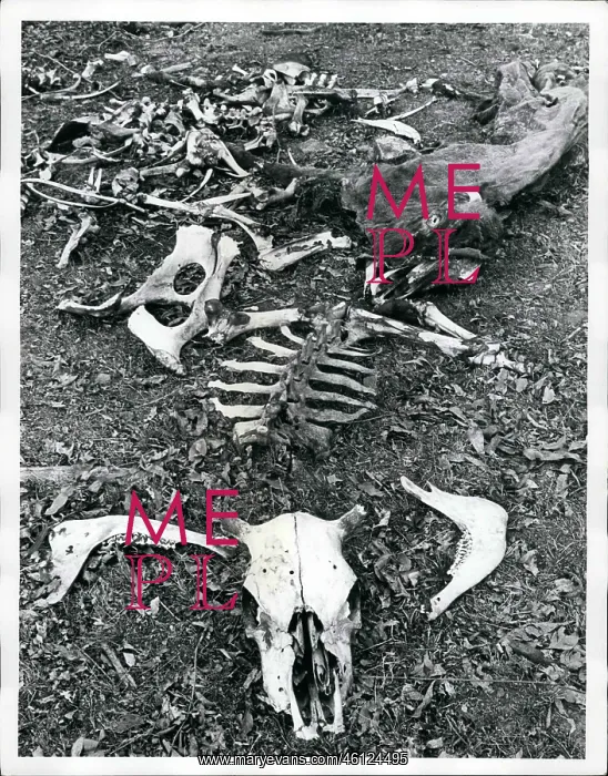 : Weather. 1972 - Drought scenes in N.S.W.- These are the remains of what : Weather. 1972 - Drought scenes in N.S.W.- These are the remains of what