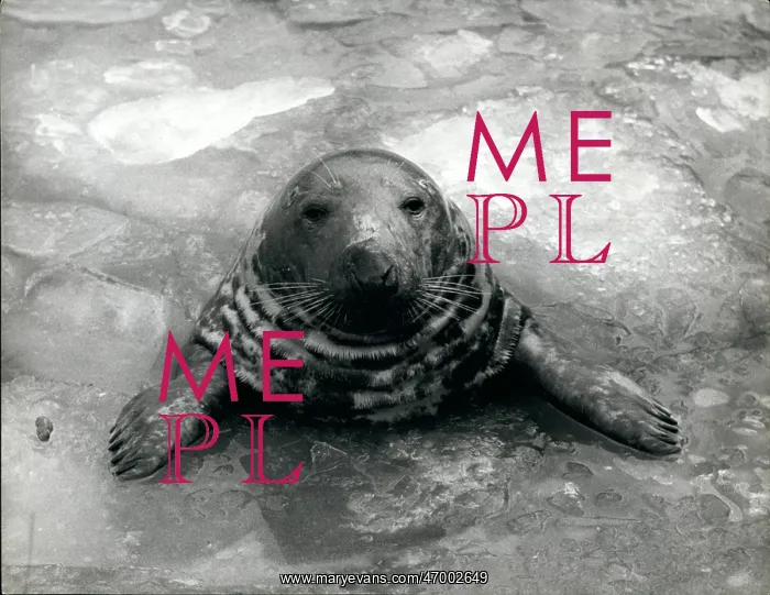 : Weather. Jan. 01, 1963 - He doesn't mind the Icy waters : Weather. Jan. 01, 1963 - He doesn't mind the Icy waters