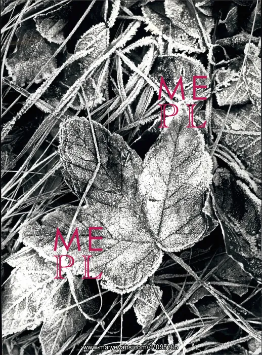 : Weather. Nov. 11, 1989 - Beautifull Frost: Winter is coming slowly : Weather. Nov. 11, 1989 - Beautifull Frost: Winter is coming slowly