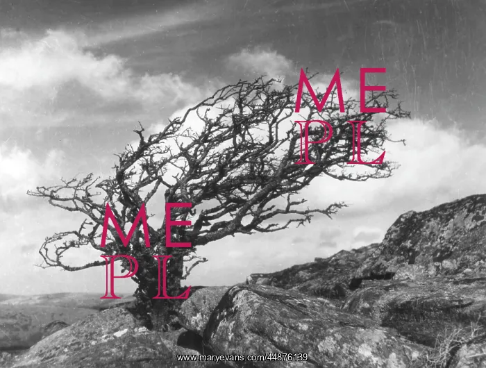 : WEATHERBEATEN HAWTHORN : WEATHERBEATEN HAWTHORN