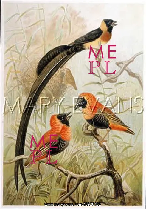 : WEAVER BIRDS 1894 : WEAVER BIRDS 1894