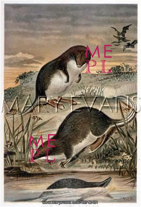  : WEB-FOOTED SHREWS 19C
