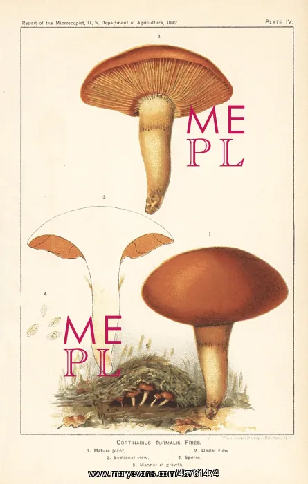 : Webcap mushroom, Cortinarius turmalis : Webcap mushroom, Cortinarius turmalis