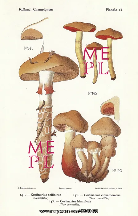 : Webcap mushrooms : Webcap mushrooms