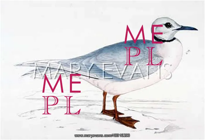 : WEDGE-TAILED GULL : WEDGE-TAILED GULL