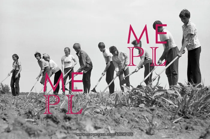 : Weeding of beetroot : Weeding of beetroot