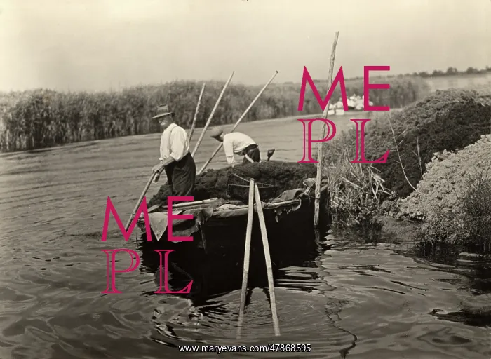 : Weeding on the Norfolk Broads : Weeding on the Norfolk Broads
