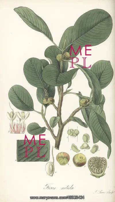 : Weeping fig, Ficus benjamina : Weeping fig, Ficus benjamina