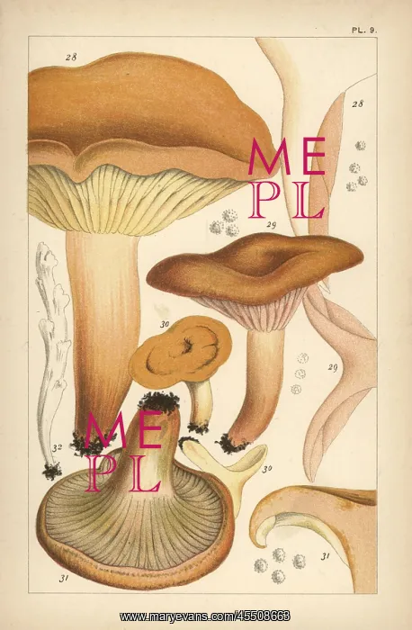 : Weeping milk cap, mild milk cap, saffron milkcap : Weeping milk cap, mild milk cap, saffron milkcap