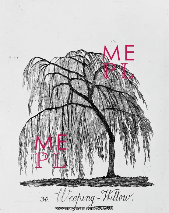 : Weeping Willow : Weeping Willow